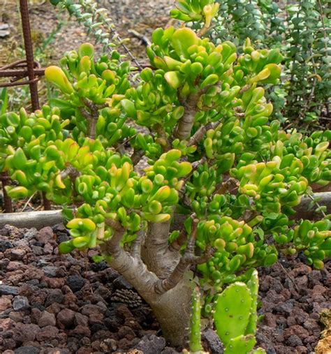 Photo d'un spécimen mature de Crassula Ovata montrant son tronc ligneux et ses feuilles charnues