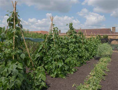 Champ de haricots à rames en culture associée avec du maïs dans le Sud-Ouest