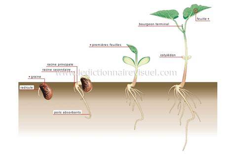 Schéma explicatif des étapes de la germination d'une plante