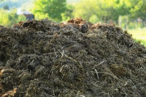 Schéma des avantages du fumier de vache fermenté