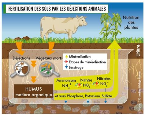 Diagramme des différentes formes de déjections animales