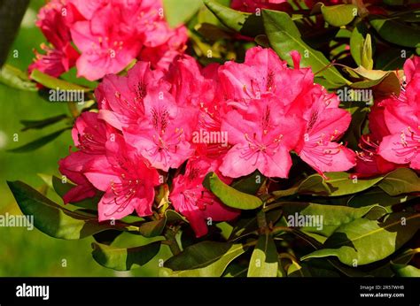 fleurs de rhododendron en gros plan