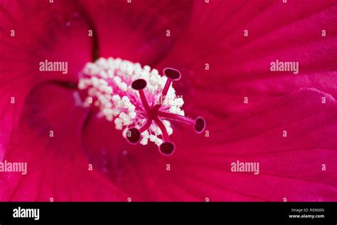 Gros plan d'une fleur d'Hibiscus syriacus rouge vif, avec son cœur caractéristique
