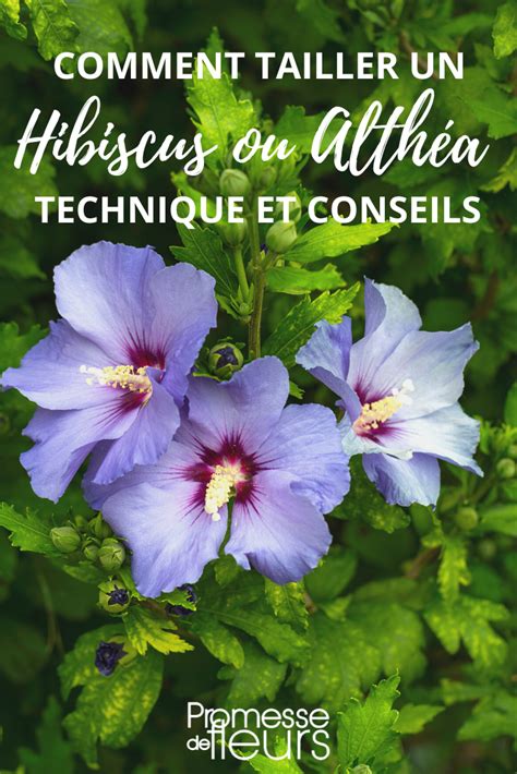 Schéma illustrant les différentes techniques de taille pour les hibiscus