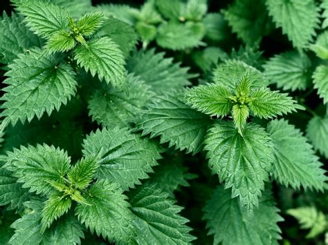 Gros plan sur une ortie avec ses feuilles urticantes