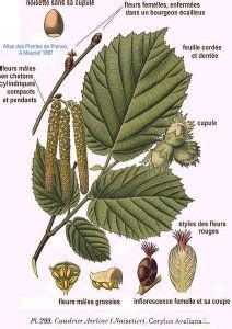 Planche botanique du noisetier avec ses fruits
