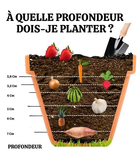 Infographie illustrant la bonne profondeur et orientation pour planter un bulbe