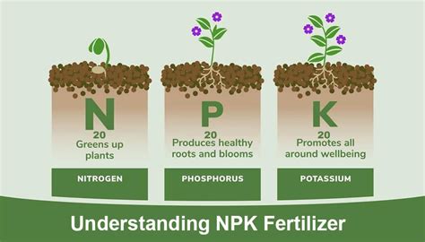 Schéma illustrant les besoins nutritionnels NPK du citronnier en pot