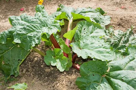 Plan de jardin montrant l'emplacement idéal pour une rhubarbe et une Gunnera