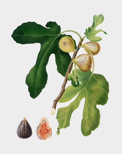 illustration d'un figuier greffé portant des fruits