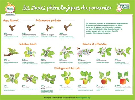 Schéma des stades phénologiques BBCH des arbres fruitiers et leurs seuils de gélivité