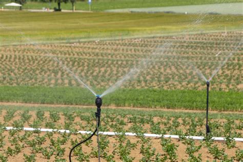 Système d'aspersion d'eau en action dans un verger au lever du jour