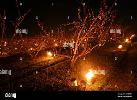Bougies antigel allumées dans un verger de cerisiers en pleine nuit