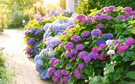 Hortensias en pleine floraison dans un jardin