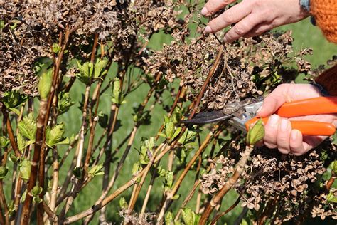 Schéma illustrant les différentes méthodes de taille de l'hortensia