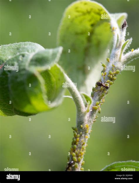 Gros plan sur des cochenilles sur une tige d'hortensia