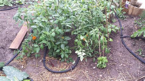 Schéma d'installation d'un tuyau poreux dans un potager
