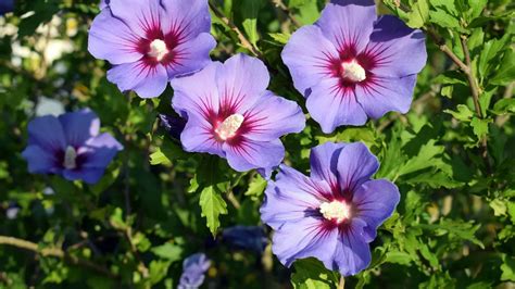 infographie sur les caractéristiques botaniques de l'hibiscus syriacus
