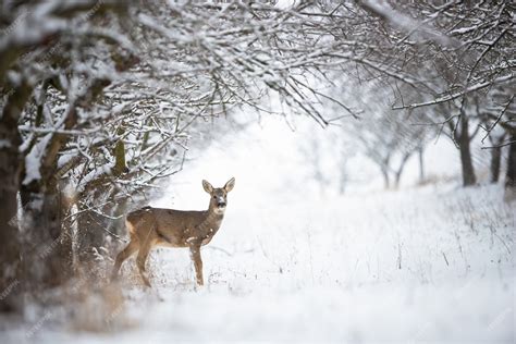 Chevreuil dans la forêt
