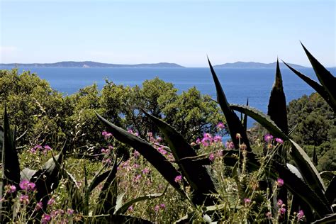 Plantes adaptées au climat local
