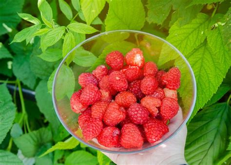 panier de framboises fraîches cueillies à la main