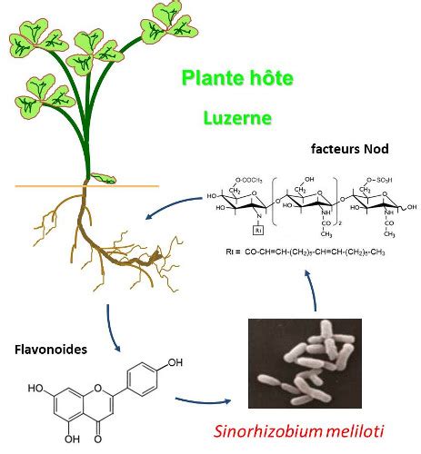 Illustration de la symbiose entre la luzerne et Rhizobium meliloti