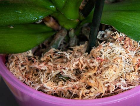 Orchidée cultivée dans de la sphaigne