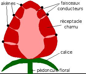 Schéma botanique d'une fraise montrant les akènes et le réceptacle charnu