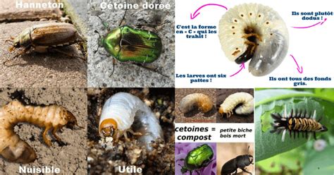 Illustrations de différentes larves de coléoptères trouvées dans le compost