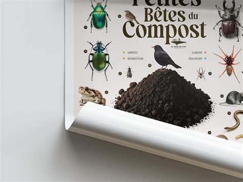 Poster éducatif des petites bêtes du compost