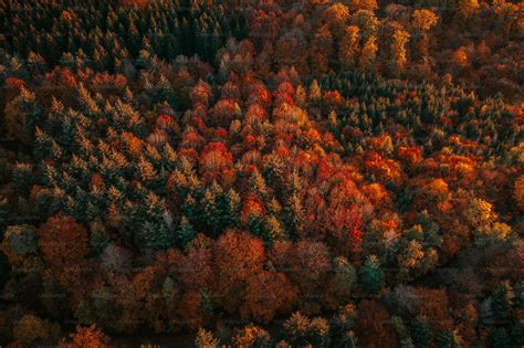 Panorama d'une forêt française en automne