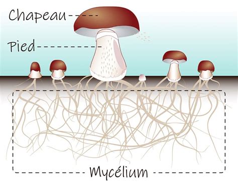 Schéma illustrant la structure du mycélium et la récolte correcte