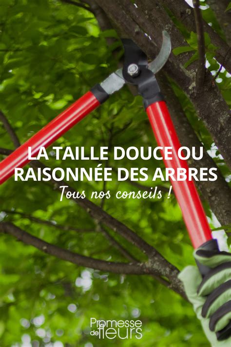 Schéma illustrant les différentes étapes d'une taille douce et raisonnée pour un arbre