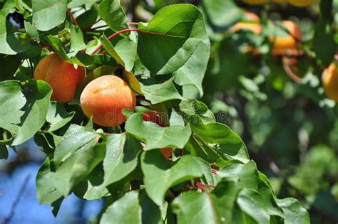 Abricots mûrs sur l'arbre