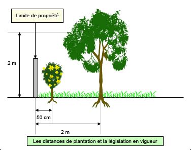 Schéma illustrant les distances de plantation par rapport à une clôture selon la hauteur des arbres