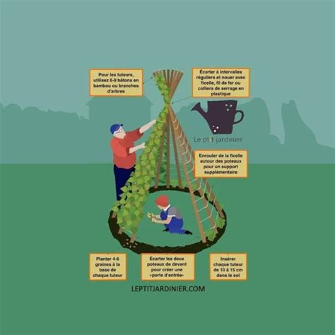 Schéma de construction d'un tipi végétal pour haricots