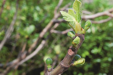 Gros plan sur une cicatrice foliaire de figuier