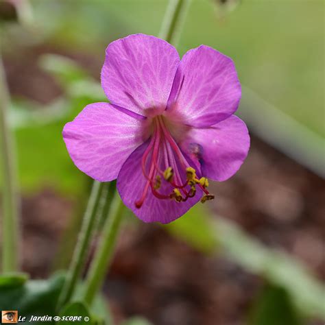 Gros plan sur les fleurs rose magenta du Géranium de Madère
