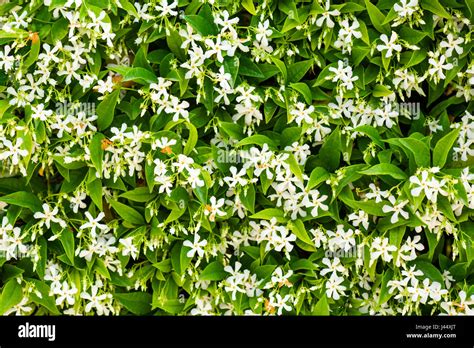 Fleurs de jasmin blanc et vert feuillage