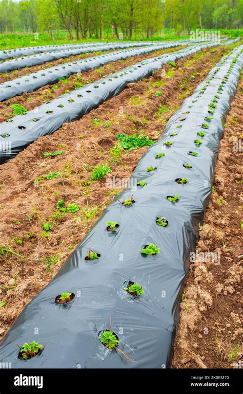 Champ avec des rangées de plantes recouvertes de toile de paillage noire