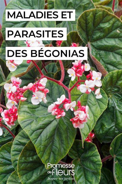 Diversité des bégonias : fleurs et feuillages
