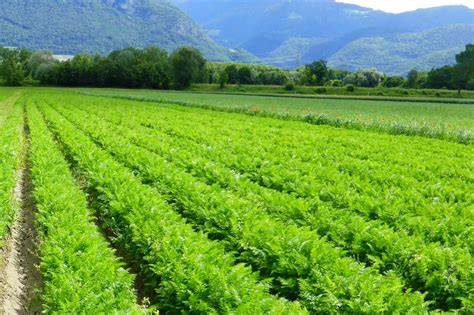 Image d'un champ de légumes frais cultivés de manière biologique