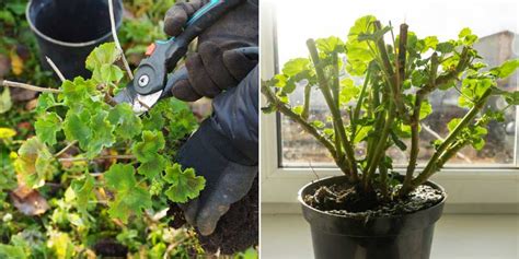 Géraniums rentrés pour l'hiver dans un garage lumineux