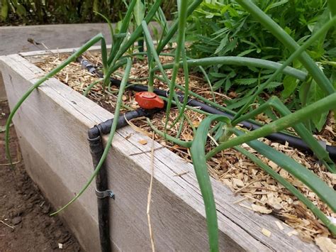 Système d'irrigation goutte-à-goutte installé dans un potager surélevé