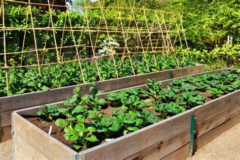 Exemple de potager surélevé avec cultures verticales (tipi végétal, treillis)