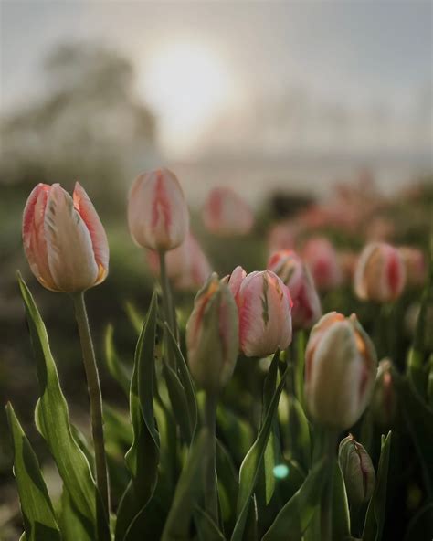 Photo de tulipes hivernales cultivées en serre au Québec