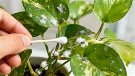 Gros plan sur des cochenilles farineuses sur la tige d'une plante