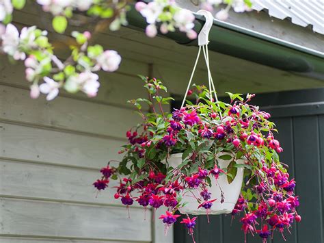 Photo montrant l'installation correcte de plantes dans une suspension avec coque en tourbe