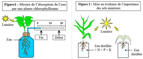 Schéma comparatif : excès d'eau vs manque d'eau sur une plante grasse