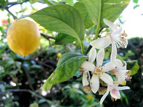 Un citronnier en pleine floraison avec des fleurs blanches parfumées.
